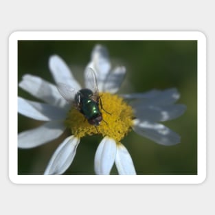 Fly On Daisies Magnet